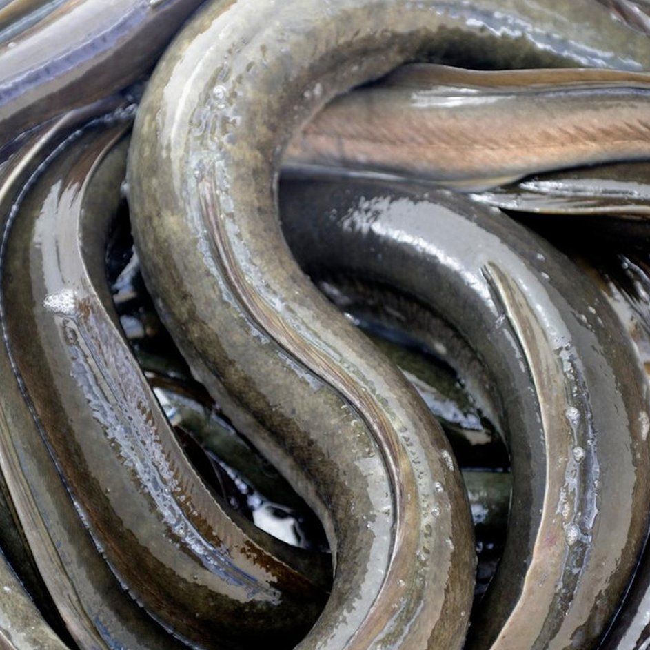 De-palingvanger-van-Hamelen-image